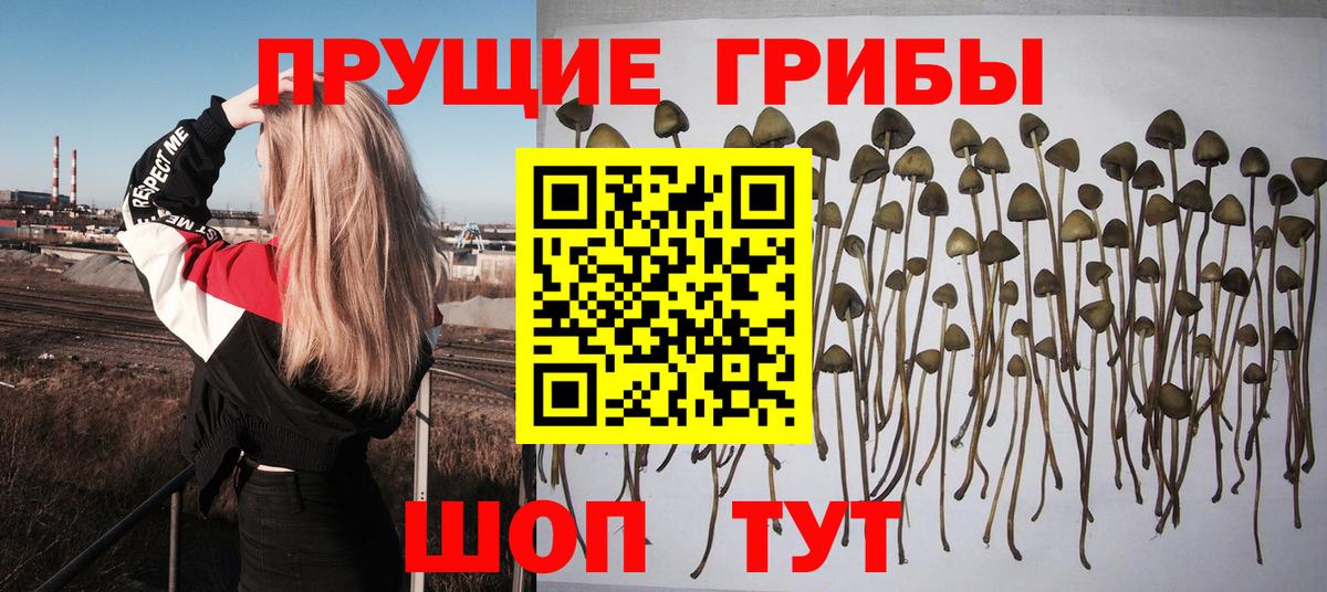 Псилоцибиновые грибы Cubensis Дедовск